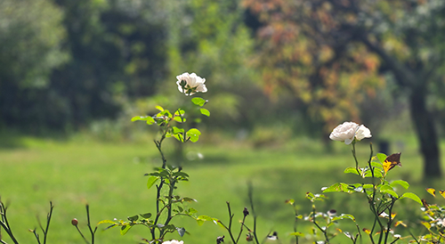 公演・イベントの画像